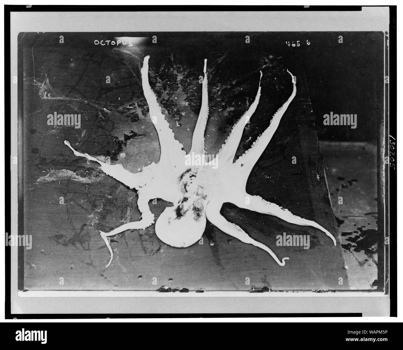 Morto il polpo con le braccia distese Foto Stock