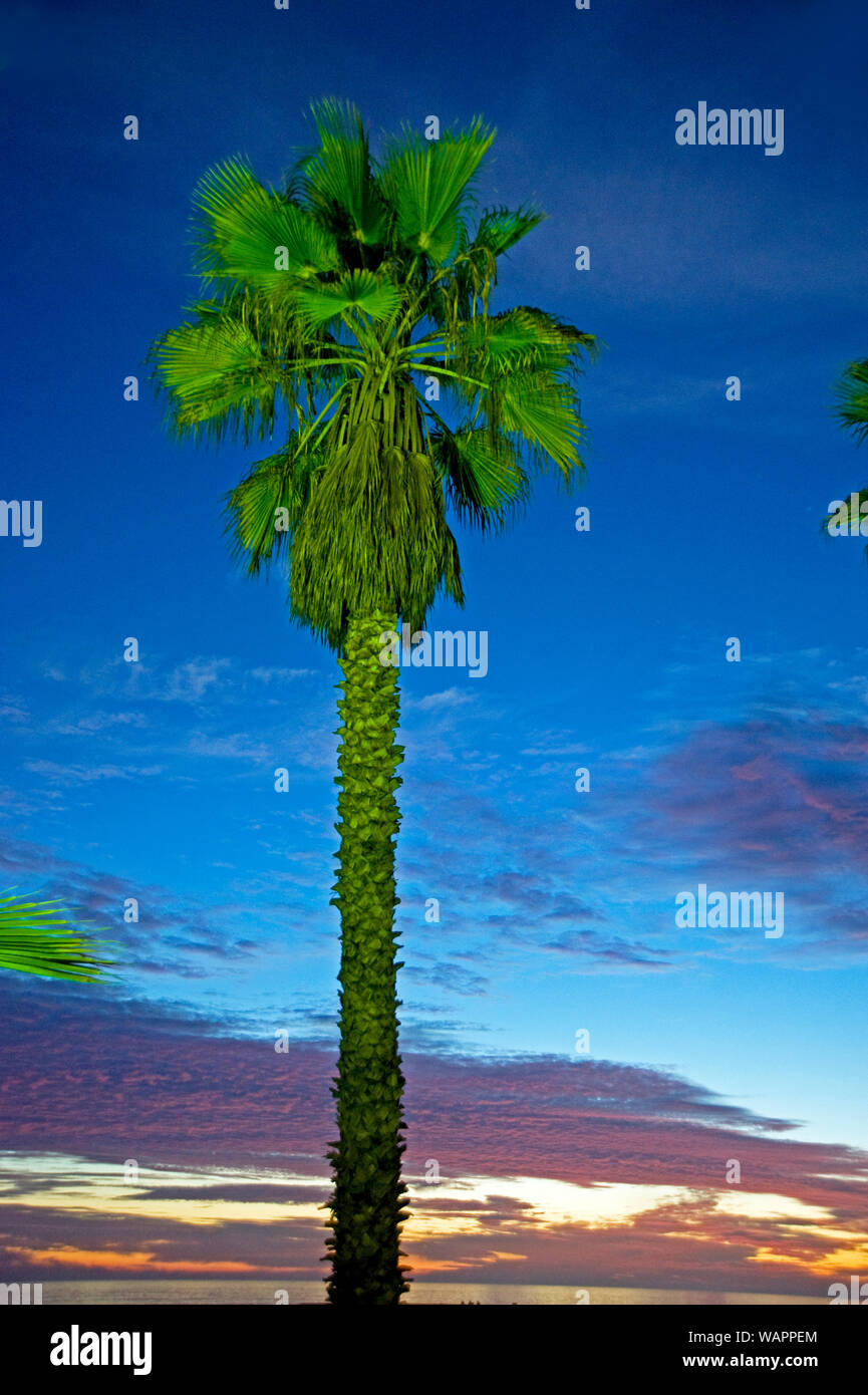 Accesa palme contro un Cielo di tramonto a Santa Monica, California, Stati Uniti d'America Foto Stock