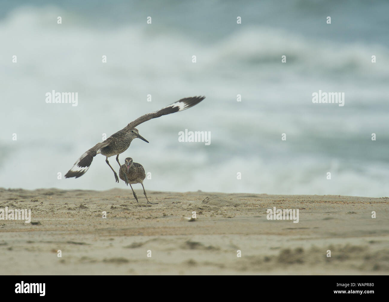 Stati Uniti: Giugno 24, 2015; Willet :: Tringa semipalmata lotta nelle zone di riproduzione sulle spiagge del nord di Ocracoke Island, North Carolina. (Foto Foto Stock