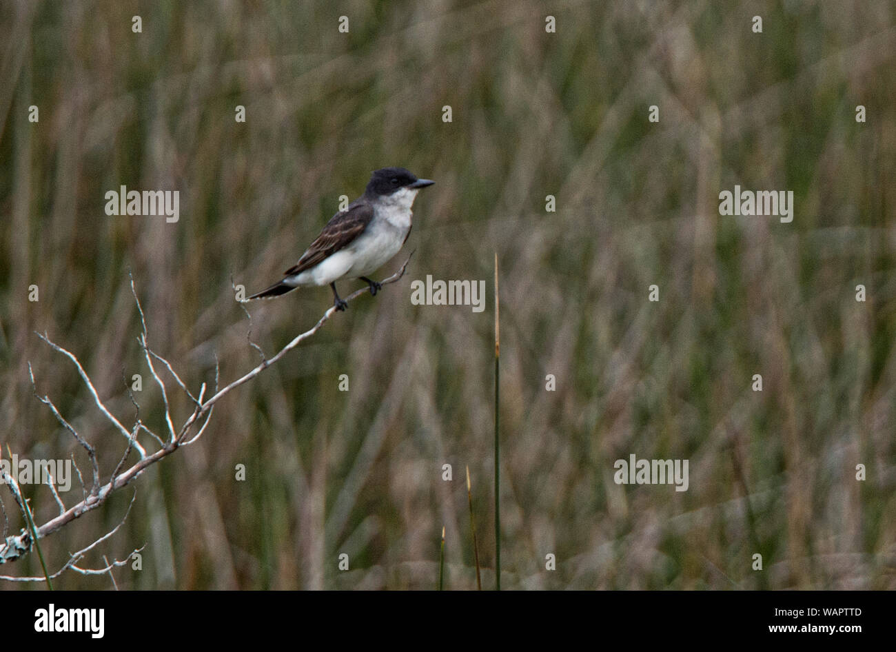 Stati Uniti: Giugno 26, 2018; Kingbird orientale :: Tyrannus tyrannus, Ocracoke Island Carolina del Nord. Foto di Douglas Graham/WLP Foto Stock