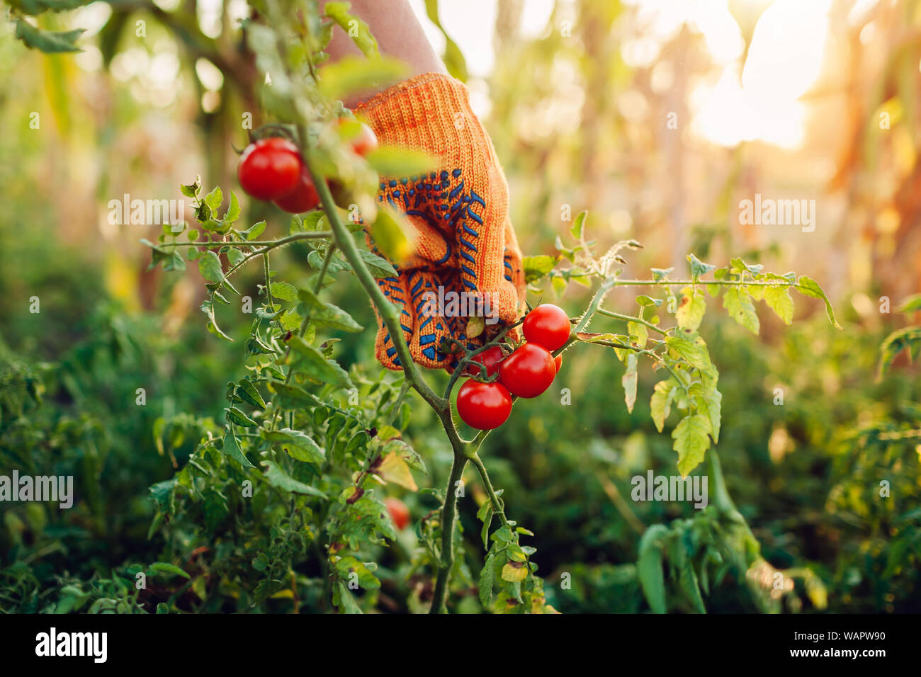 Donna raccoglie i pomodori ciliegia sulla fattoria. L'agricoltura, il giardinaggio concetto. Agricoltore la raccolta di ortaggi Foto Stock