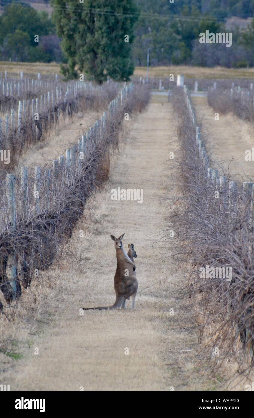 Madre canguro con baby joey in piedi in filari di vigne in una cantina nella Hunter Valley in Australia Foto Stock