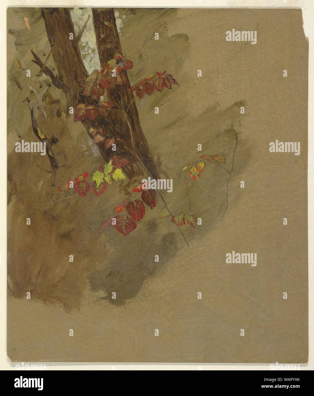 Disegno, studi botanici, 1860-70 Foto Stock