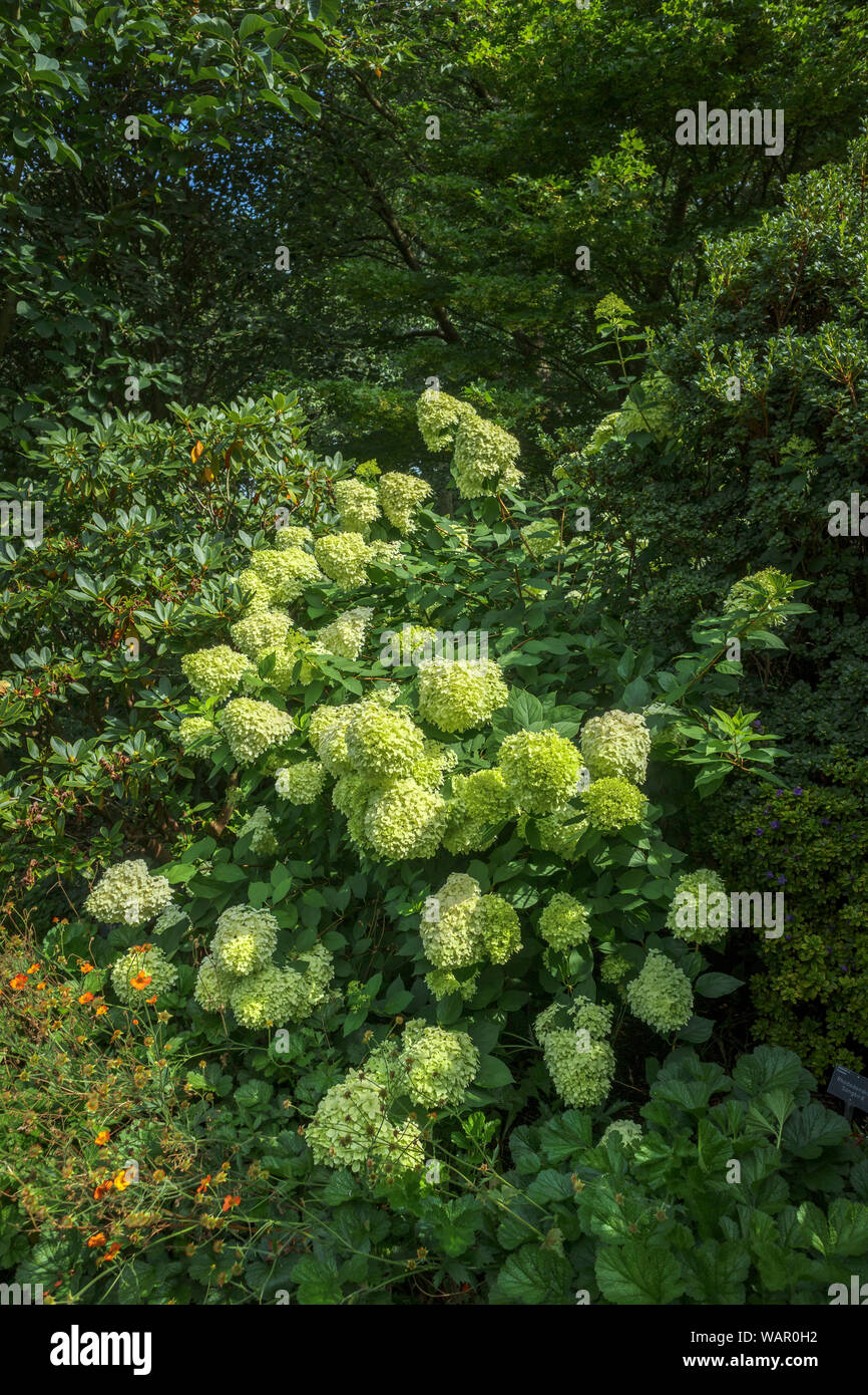Giallo-verde di orecchie di Hydrangea paniculata 'Limelight' fioritura in RHS Garden, Wisley, Surrey, Inghilterra sudorientale in estate Foto Stock