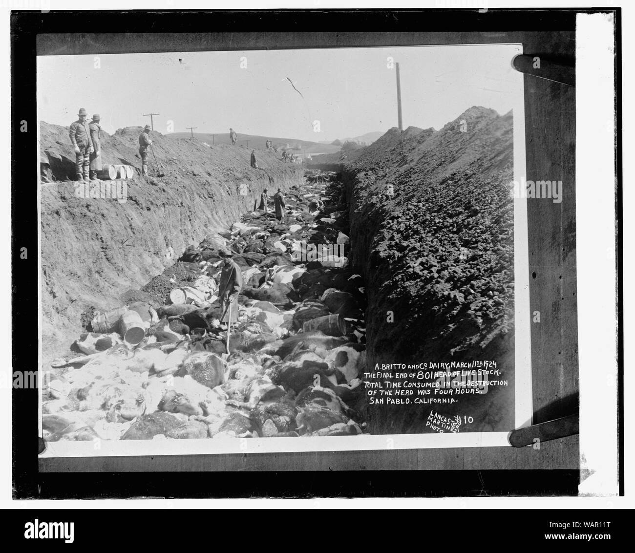 La distruzione dei bovini in Cal., 4/4/24 Foto Stock