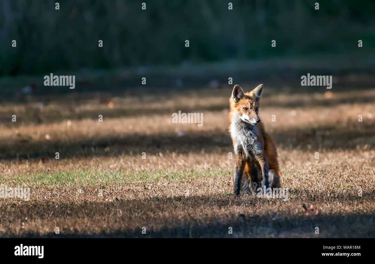 Wild Red Fox in seduta la luce del sole in un campo Foto Stock