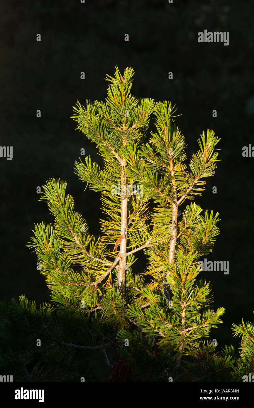 Whitebark Pine, Pasayten deserto, nello Stato di Washington, USA Foto Stock