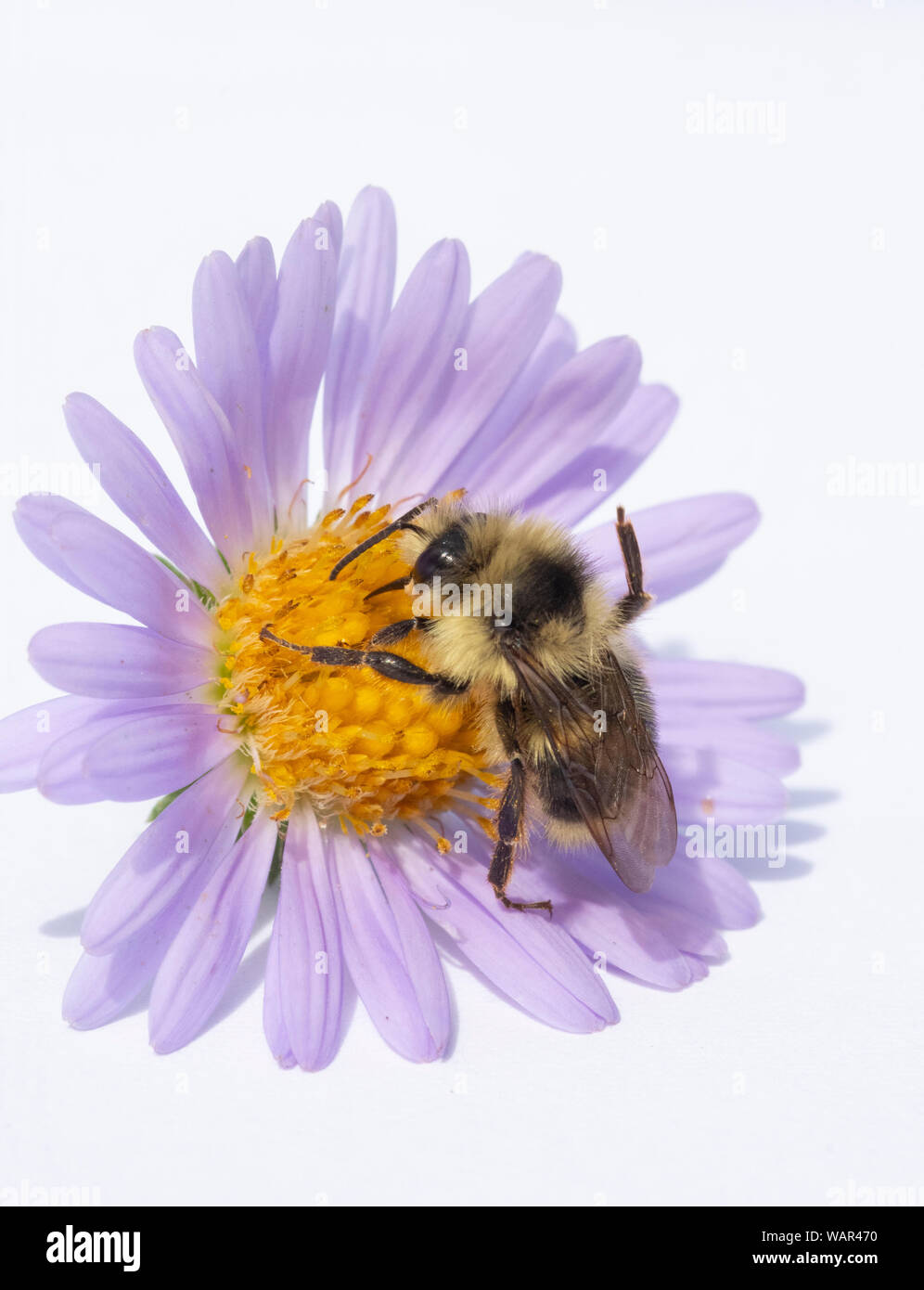 Bumble Bee rovistando sul fiore Aster Foto Stock