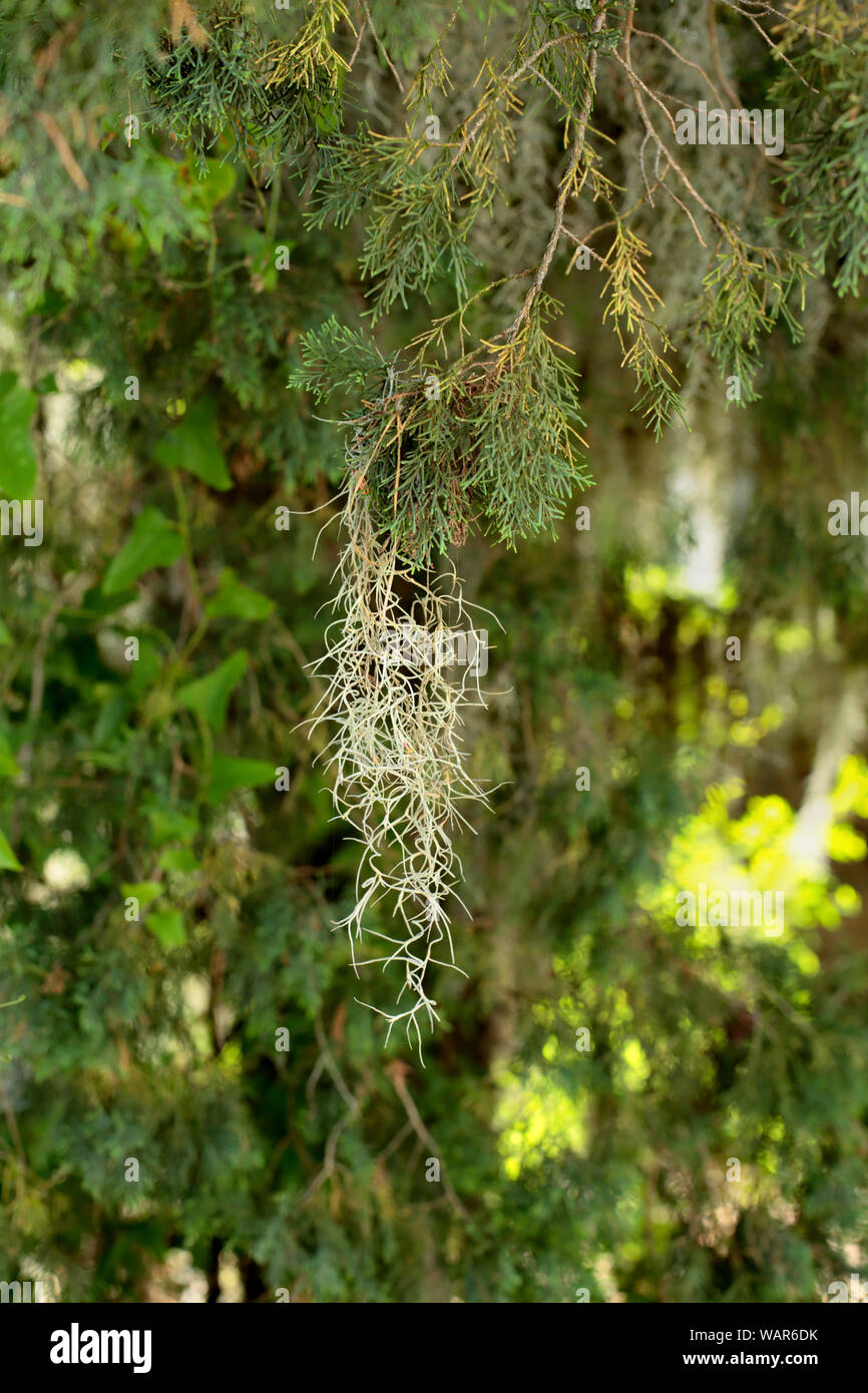 Close-up di muschio Spagnolo appeso a un ramo di albero in coastal Georgia Foto Stock