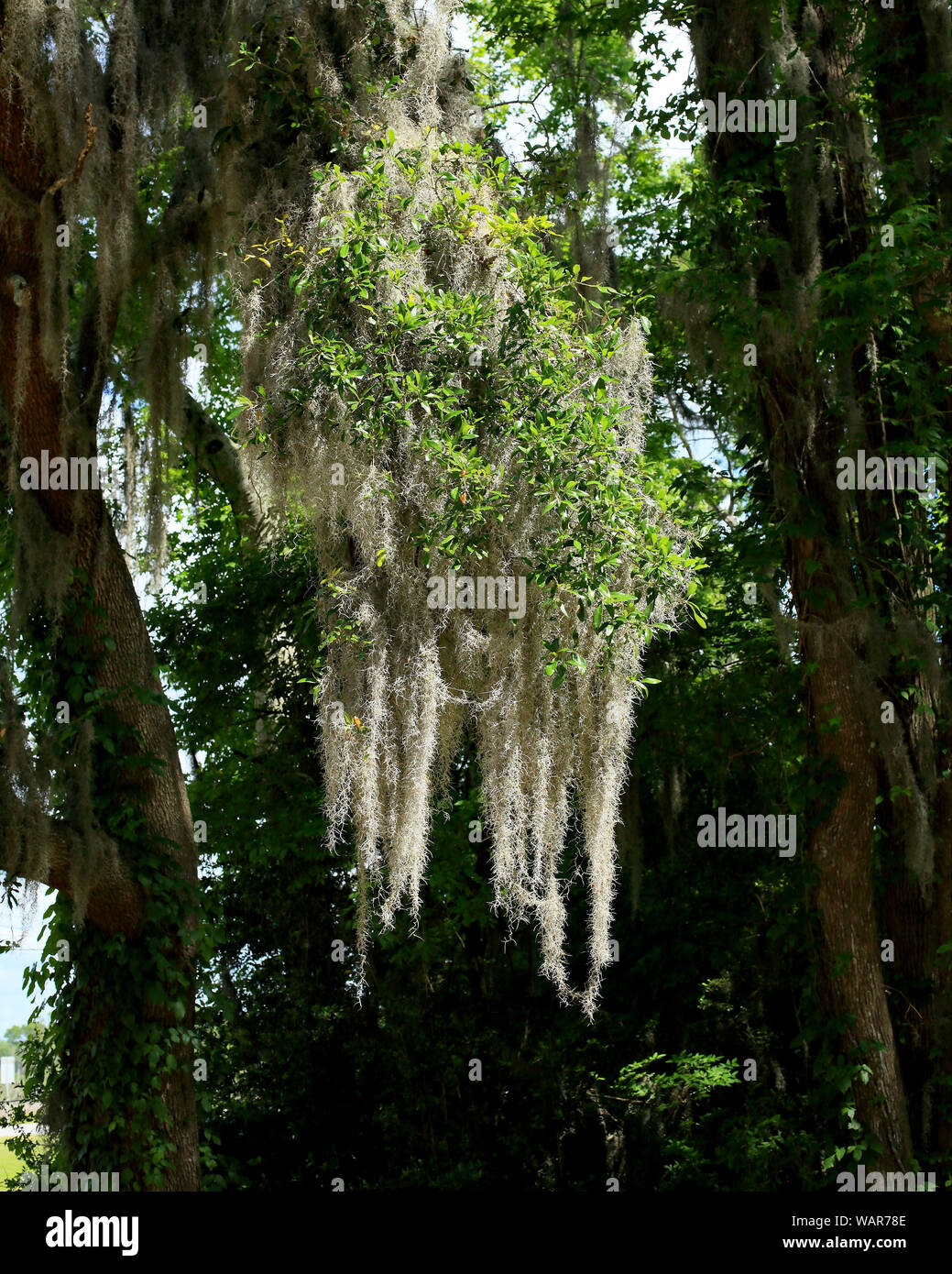 Muschio spagnolo su un ramo di albero in coastal Georgia Foto Stock
