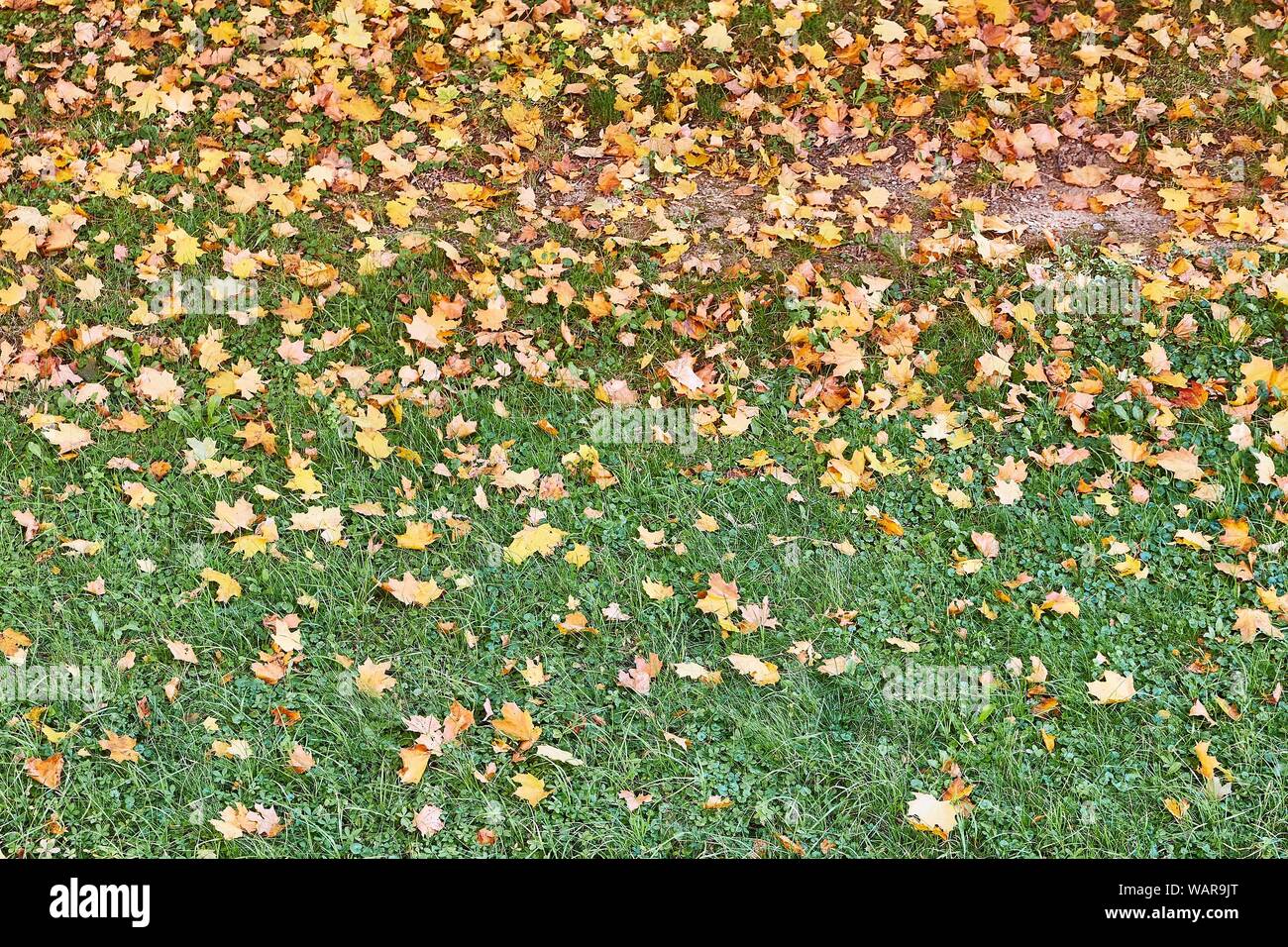 Caduta foglie di erba Foto Stock