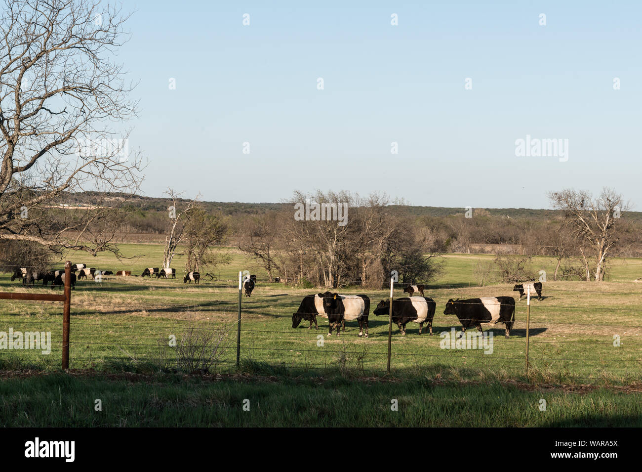 Distintivamente bovini nastrati su un ranch in Bosque County in Texas centrale Foto Stock