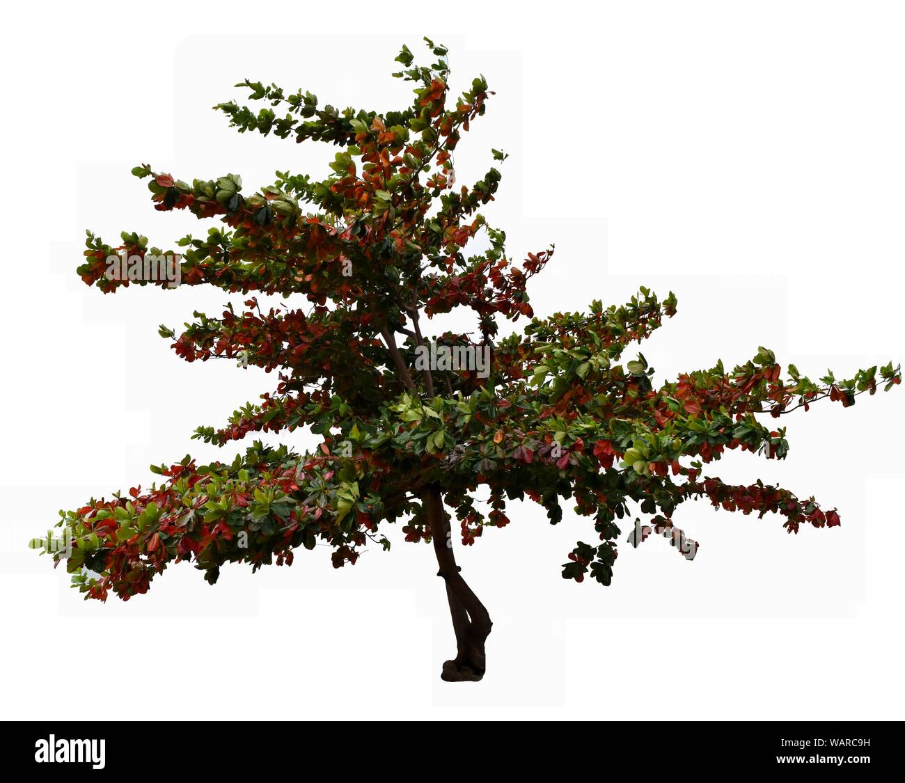 Tropical mandorlo isolati su sfondo bianco, Terminalia catappa, il rosso e il verde delle foglie sul marrone scuro tronco Foto Stock