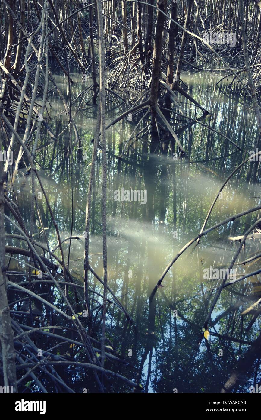 Alberi di mangrovie e la sua riflessione in acqua, Pranburi Forest Park,Thailandia Foto Stock