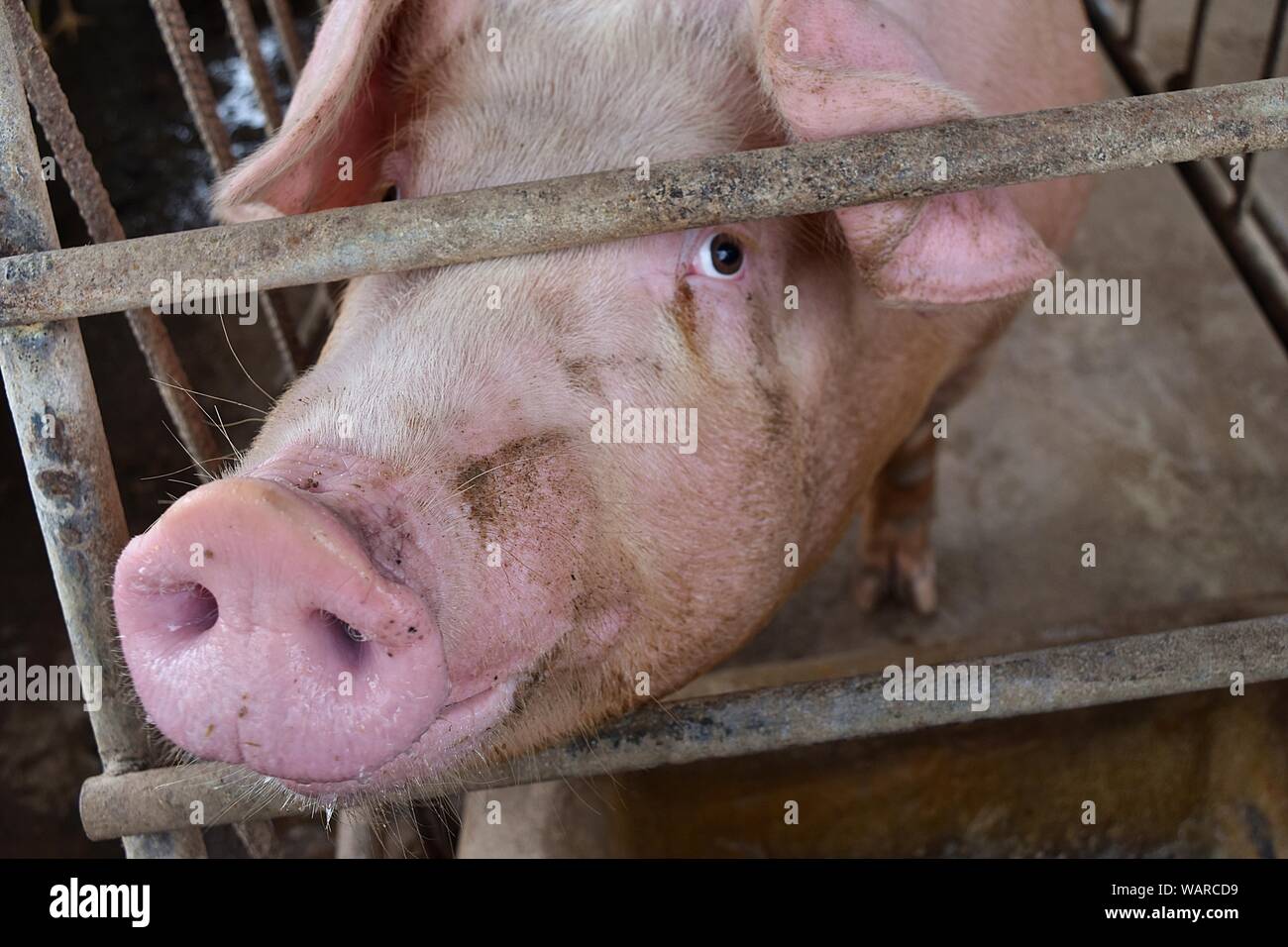 Il maiale rosa in una gabbia, gli occhi degli animali pieno di sentimento e di intelligence, animali da fattoria in Thailandia Foto Stock