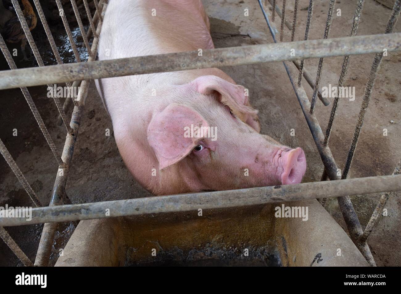 Il maiale rosa in una gabbia, gli occhi degli animali pieno di sentimento e di intelligence, animali da fattoria in Thailandia Foto Stock