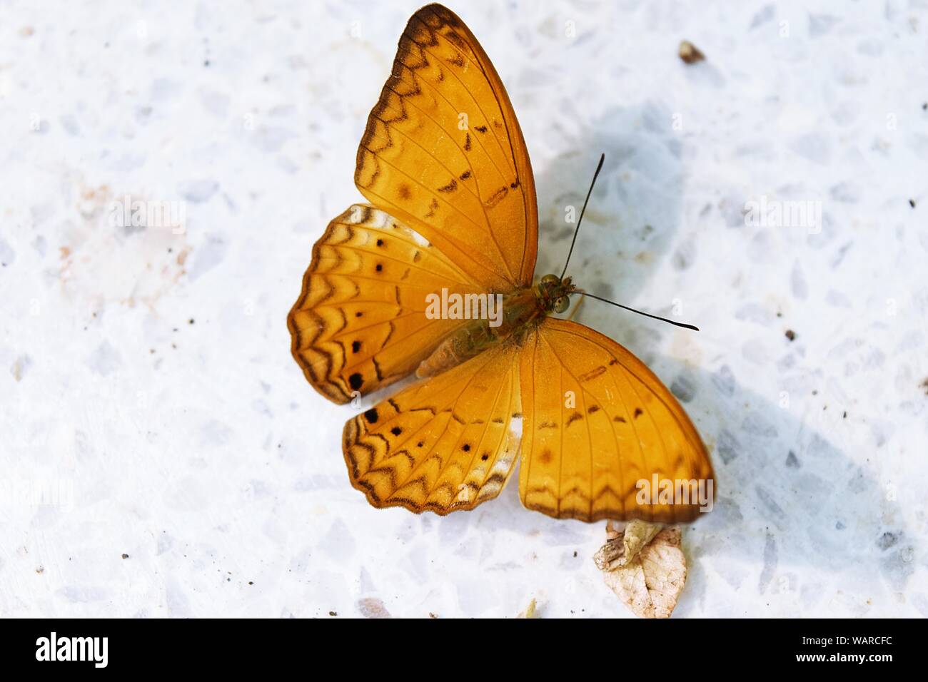 Il Comune Yeoman farfalla sulla terra grigio , nero su strisce di colore arancione ali di insetti tropicali Foto Stock