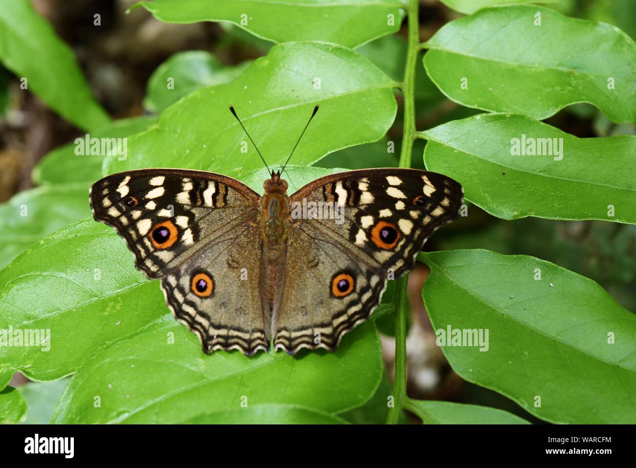 Il modello simile a gli occhi sulle ali di limone Pansy Butterfly , Junonia lemonias, insetto sulla foglia naturale con sfondo verde ,Thailandia Foto Stock