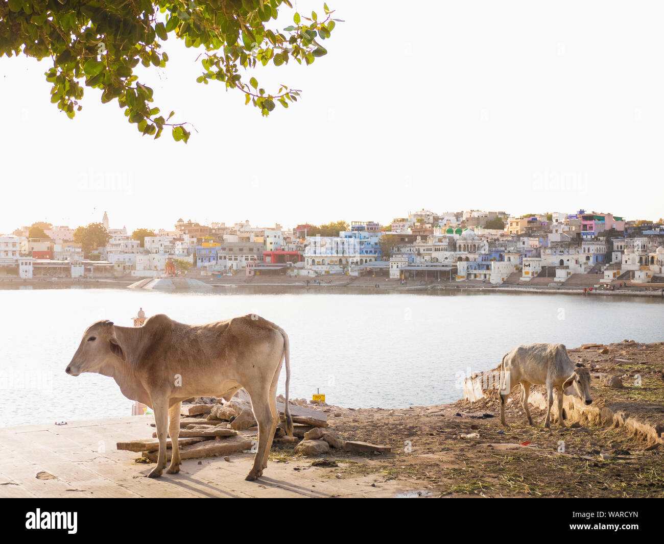 Lago di Pushkar, Pushkar, Rajasthan, India, Asia Foto Stock