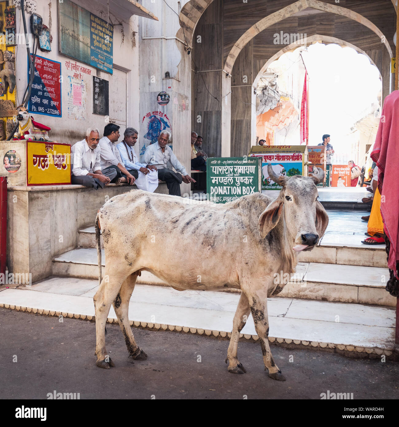 Pushkar, Rajasthan, India, Asia Foto Stock