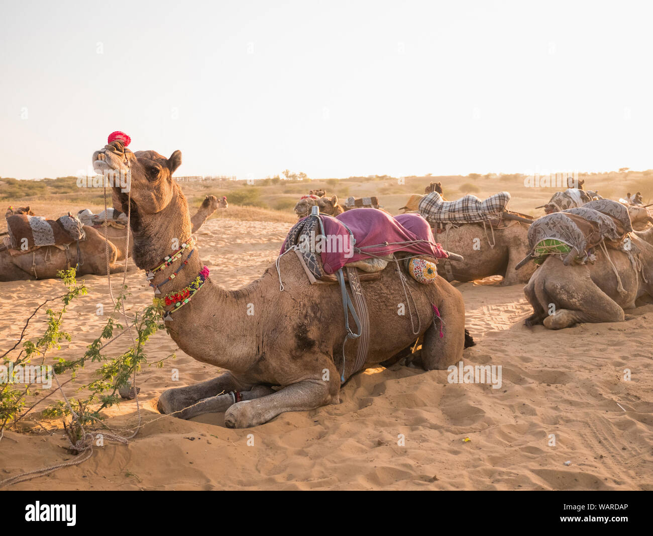 Deserto cammelli Pushkar, Rajasthan, India, Asia Foto Stock