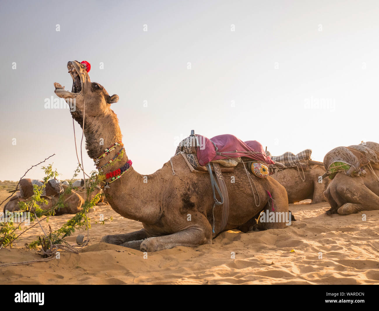 Deserto cammelli Pushkar, Rajasthan, India, Asia Foto Stock