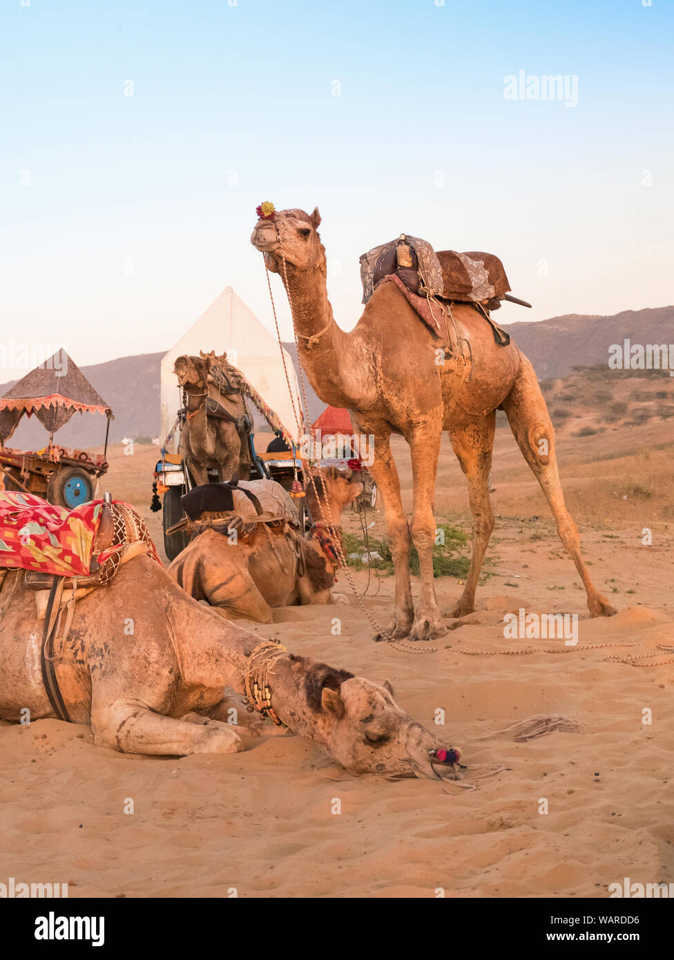 Gruppo di cammelli nel deserto, Pushkar, Rajasthan, India, Asia Foto Stock