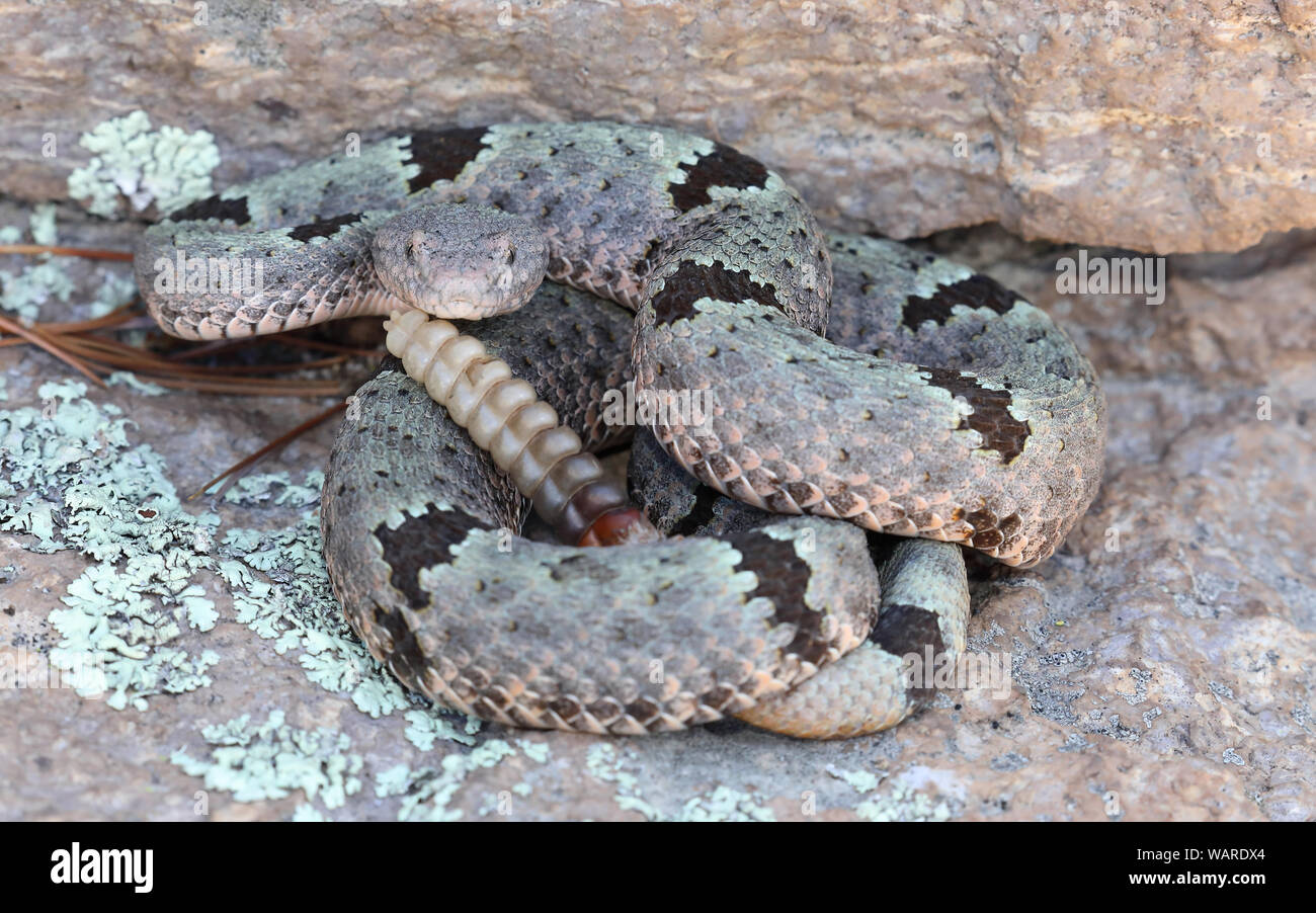 Green Rock Rattlesnake o Banded Rock Rattlesnake (Crotalus lepidus klauberi), Chiricahua National Monument, Arizona Foto Stock