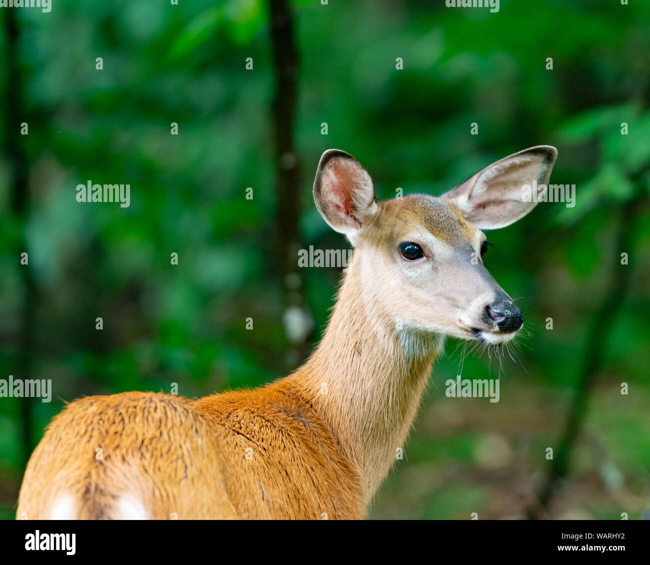 Un giovane alert culbianco cervi rossi, Odocoileus virginianus, stando in piedi nelle Montagne Adirondack, NY USA deserto. Foto Stock