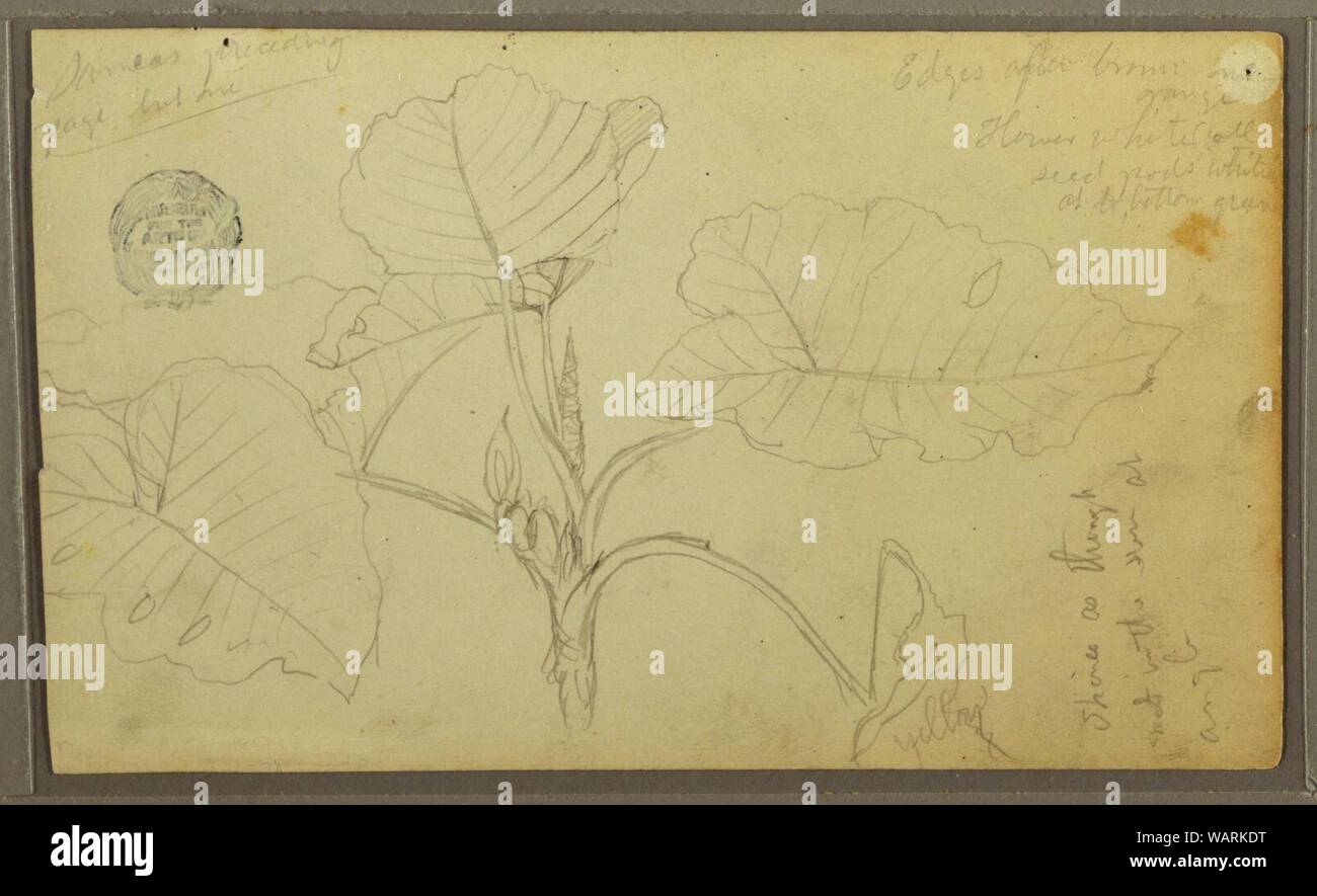 Disegno, foglie, 1857 Foto Stock