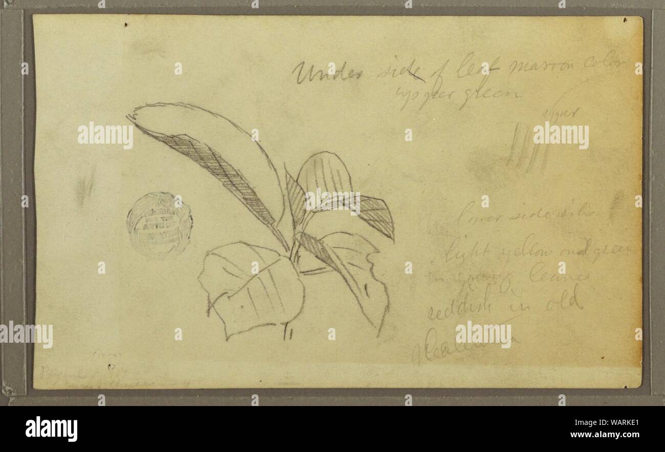 Disegno, foglie, 1857 Foto Stock