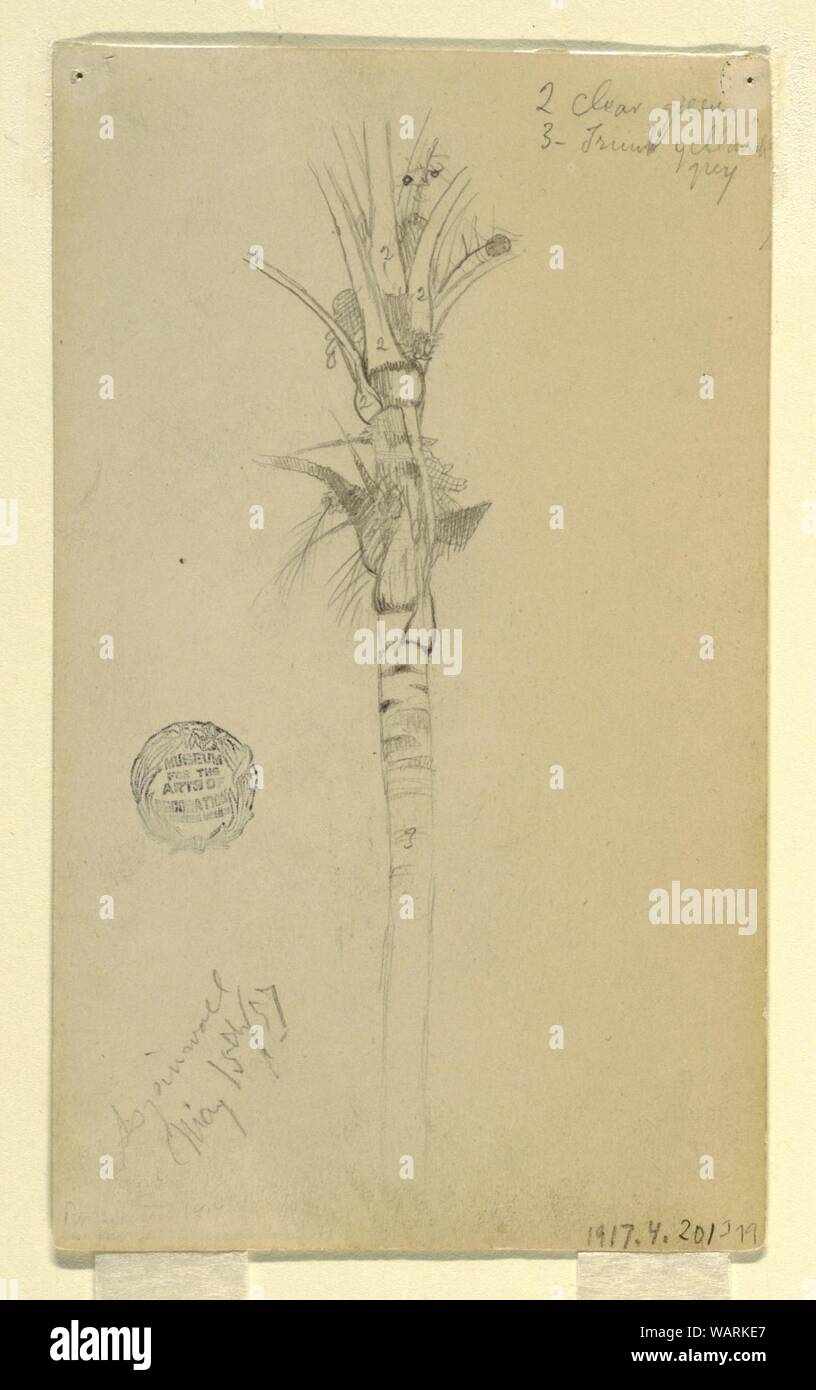 Disegno, foglie e lo stelo di una Palma, Aspinwall, Panama, 15 maggio 1857 Foto Stock