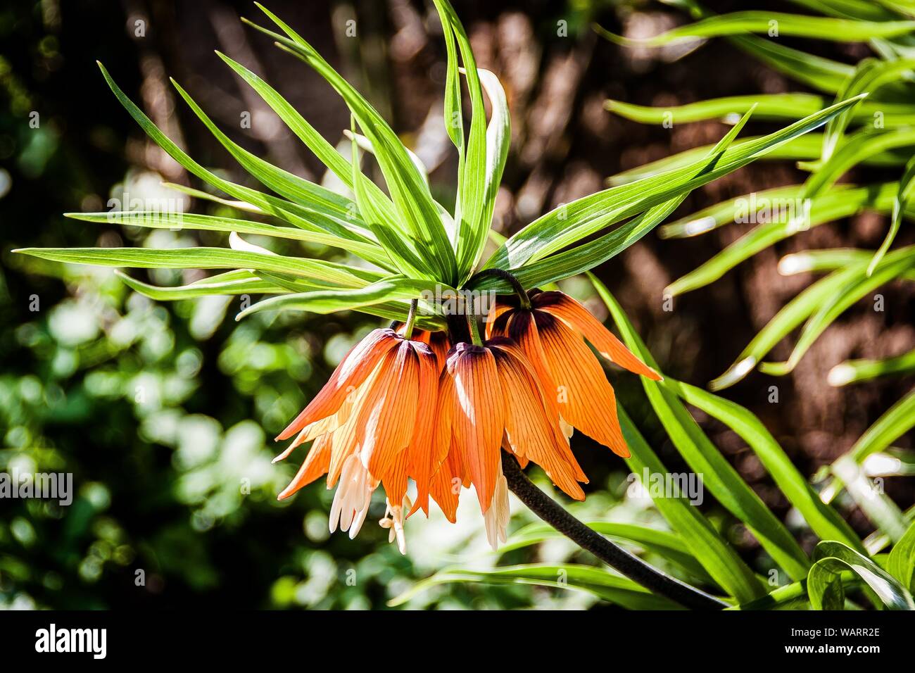 Fuoco selettivo della pianta imperiale della corona o della pianta  imperialis della Fritillaria Foto stock - Alamy