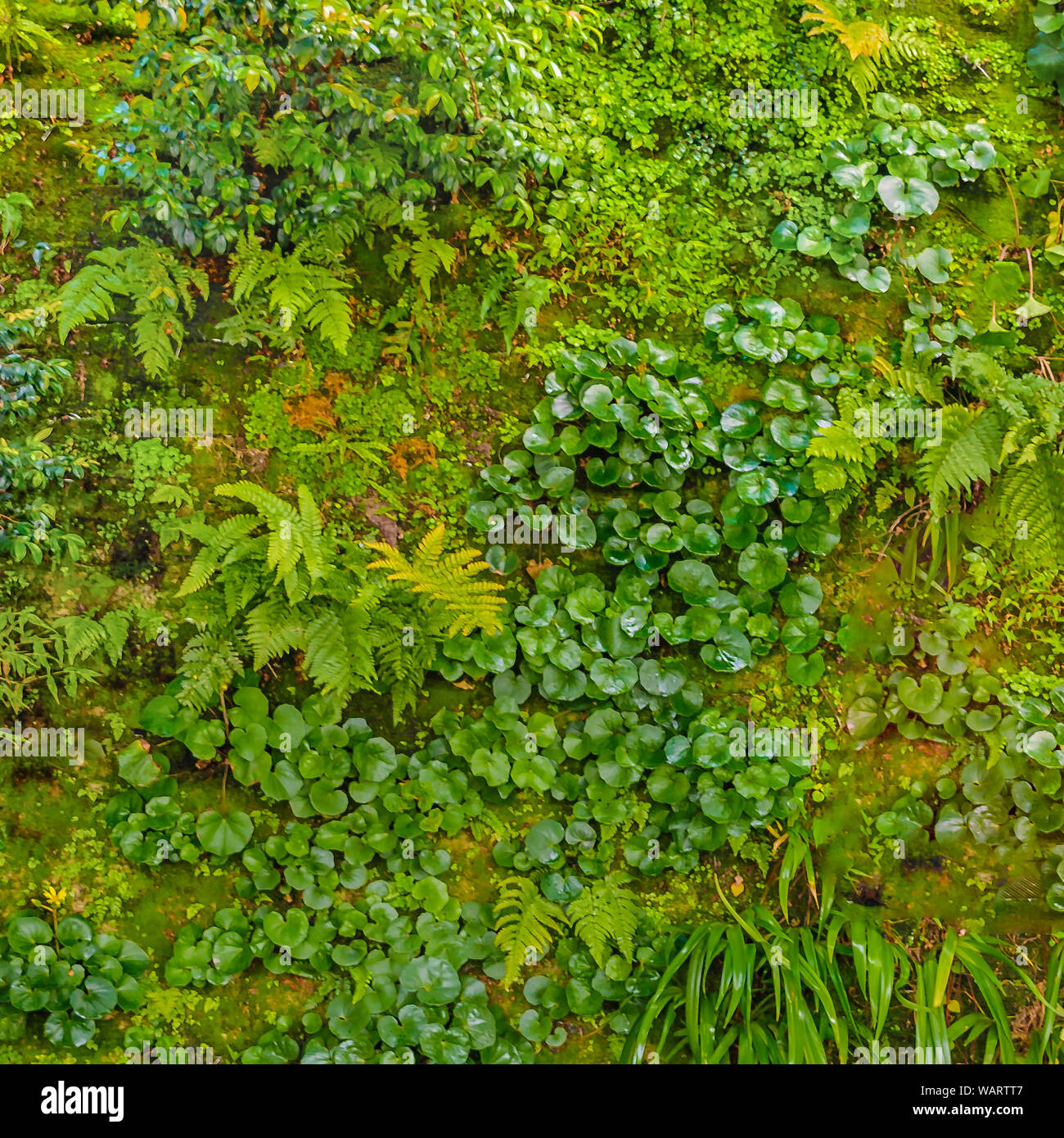 Vivaci tonalità verde gruppo di piante esotiche texture foto di sfondo Foto Stock