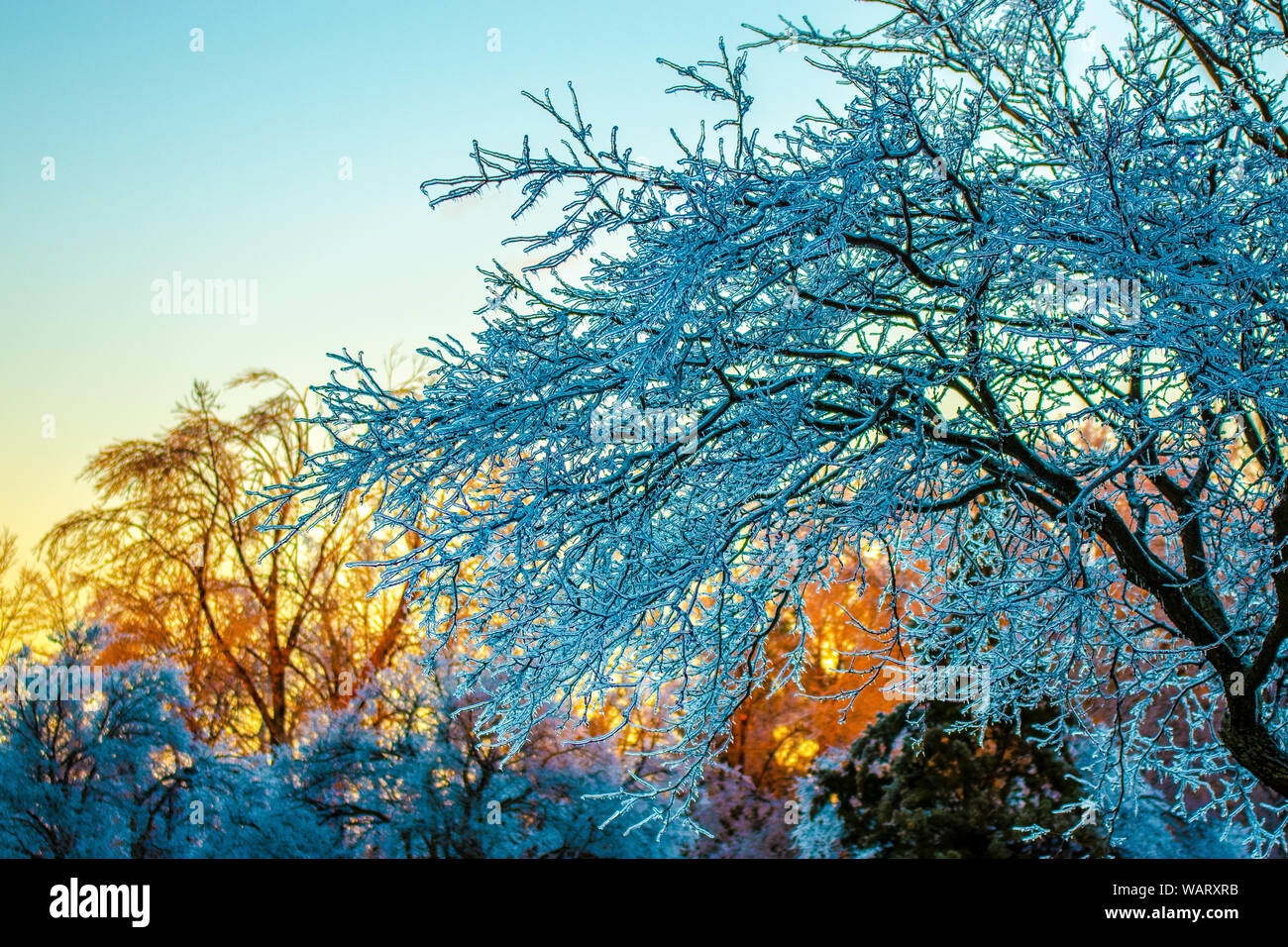 Golden Sunset dietro un albero congelati dopo Toronto è stata colpita da una tempesta di ghiaccio che ha provocato una grande interruzione di energia elettrica in tutta la città che durò per giorni. Foto Stock