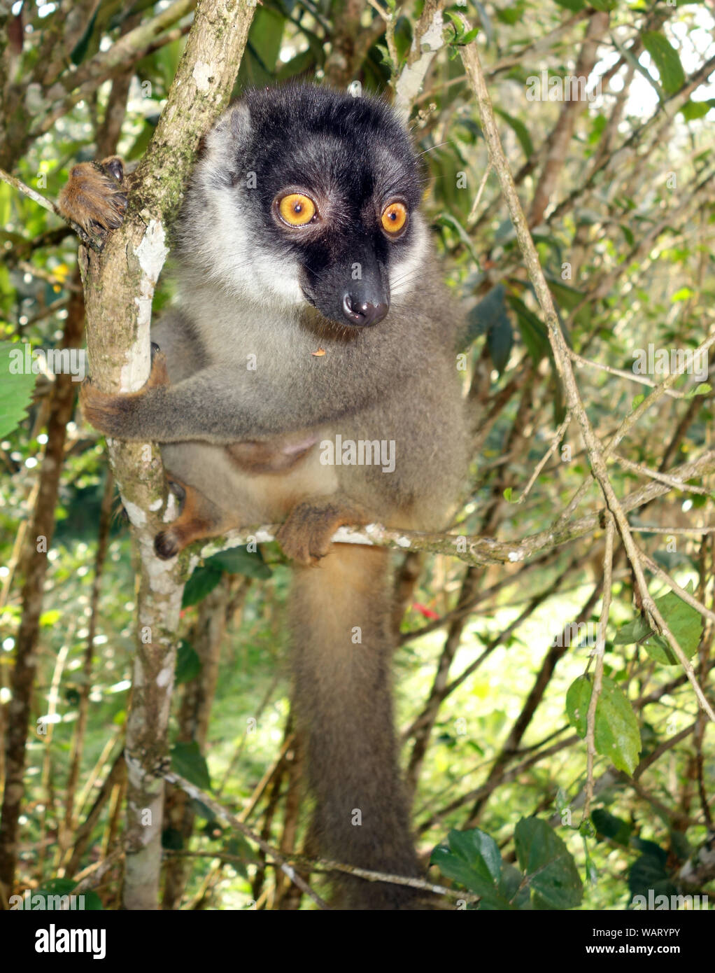 Femmina curioso Rufous lemur (il Eulemur Rufus), Andasibe, Madagascar Foto Stock