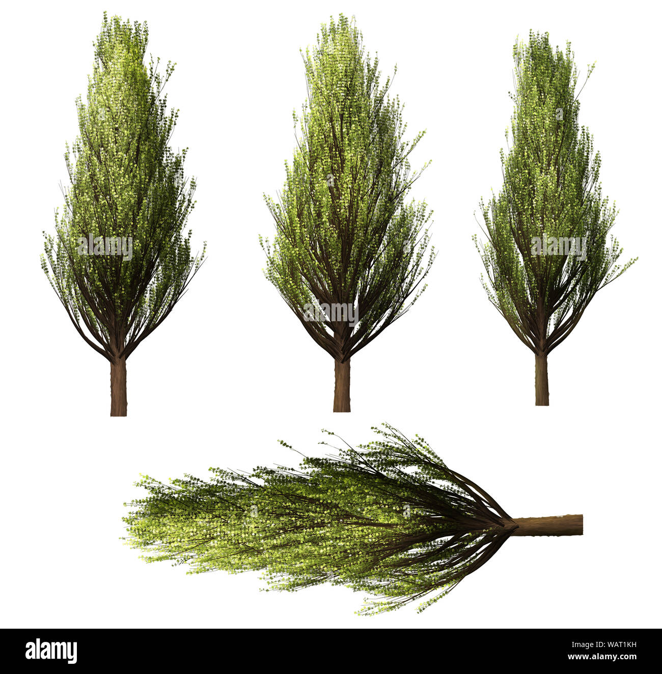 Forrest Green Tree background. 3D'illustrazione. Sfondo bianco isolare. Natura e design di giardini. Foto Stock