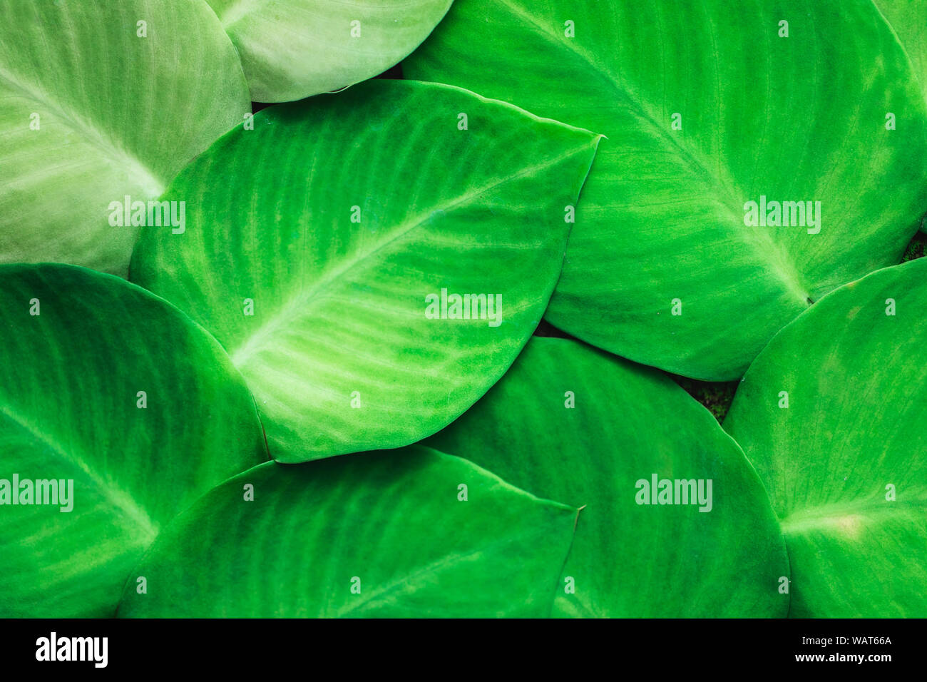 Texture verde della pianta tropicale che cresce su parete. Una giungla tropicale pattern Foto Stock