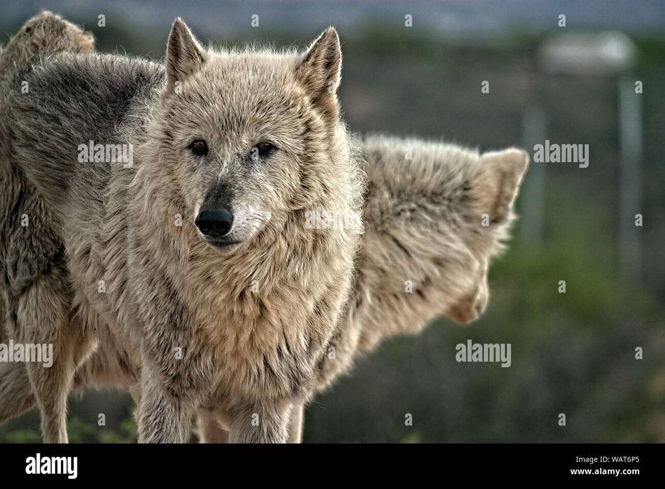 2 Woves grigio. Uno rivolto alla telecamera l'altra rivolta lontano. Foto Stock