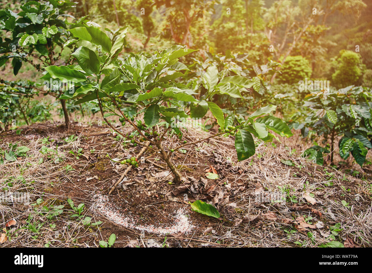 Albero di caffè di fertilizzante sul tema sfocata sullo sfondo di piantagione Foto Stock