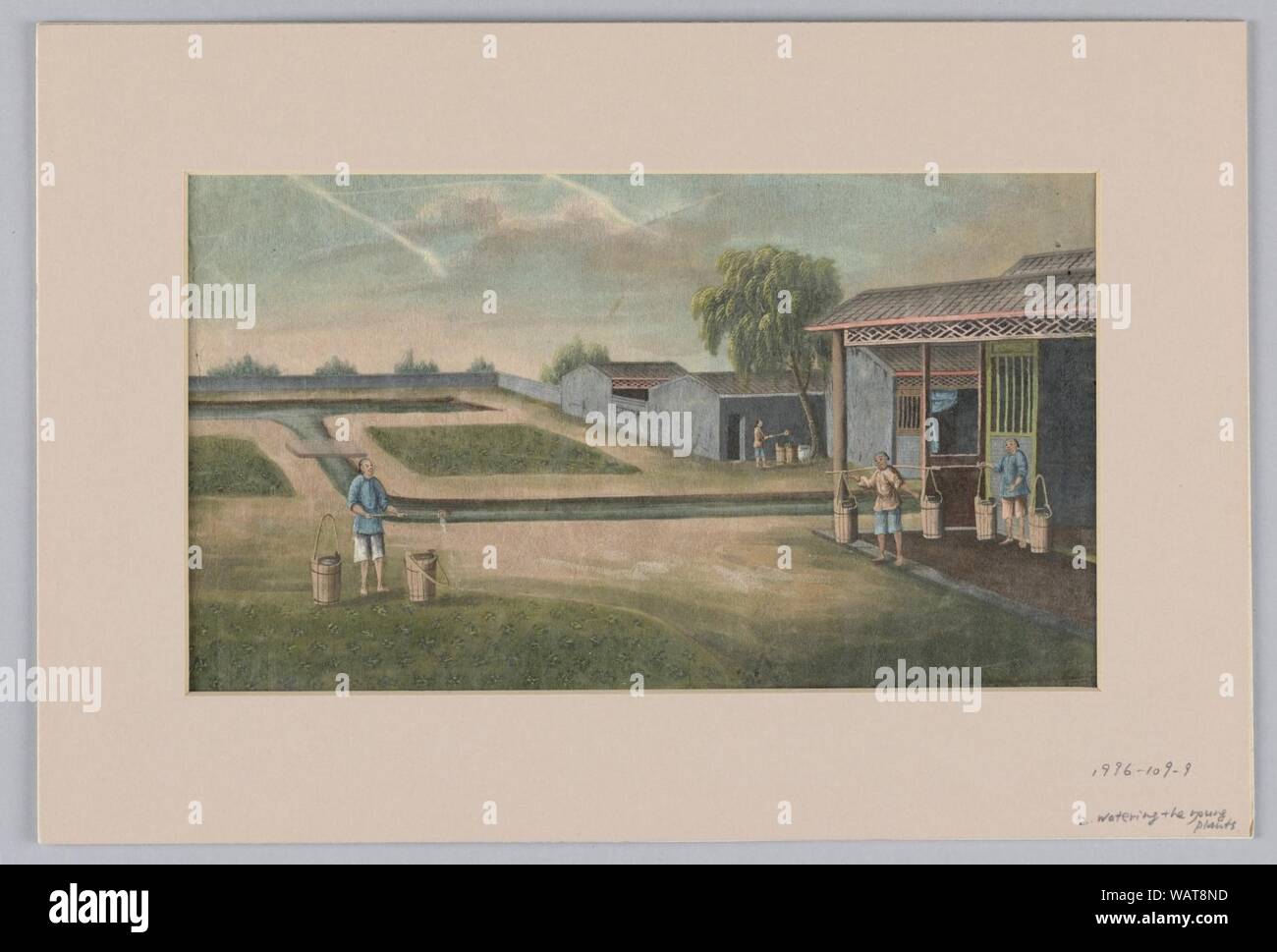 Disegno, innaffiare le piante giovani, 1890-1910 Foto Stock