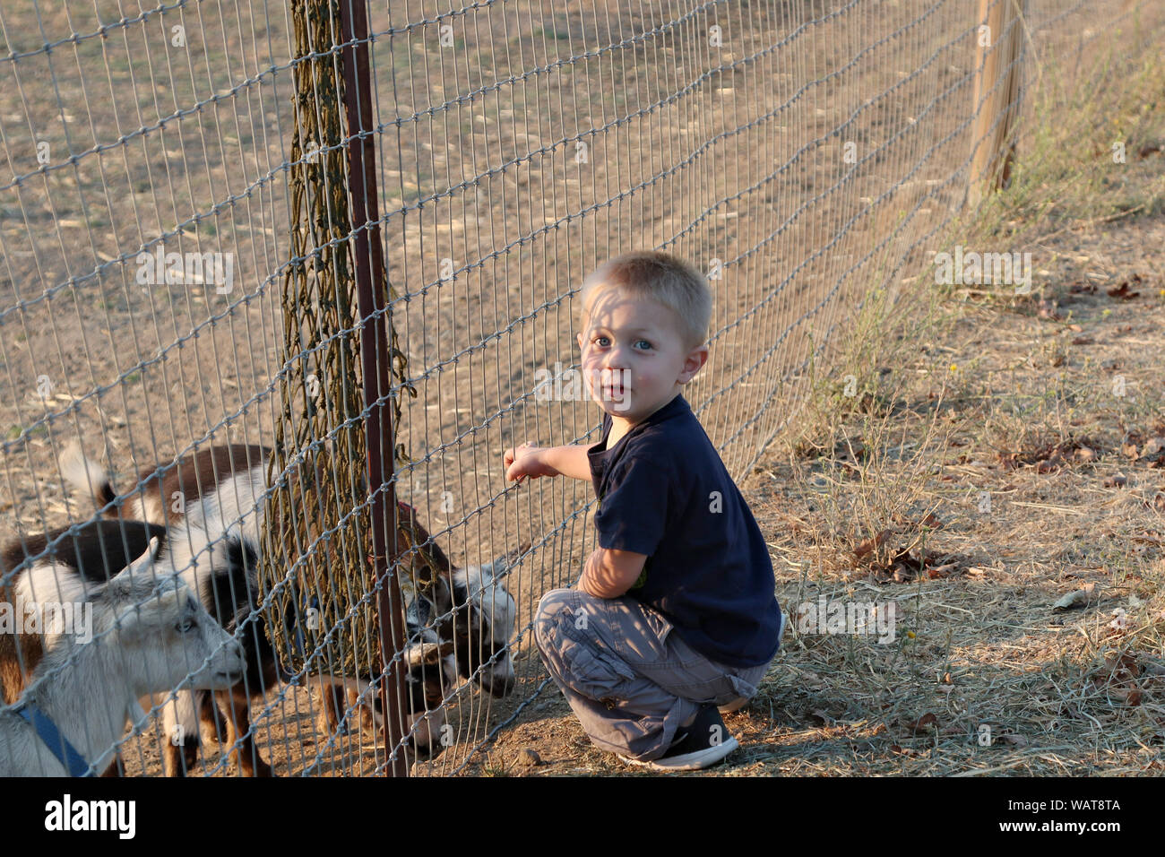 Un giovane ragazzo caucasico alimentazione di alcune capre pigmee nell'azienda. Foto Stock