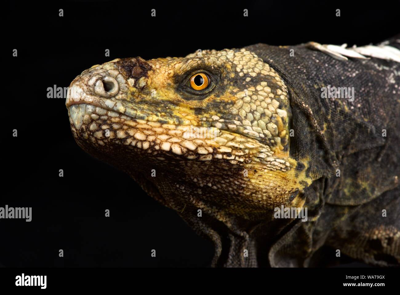 Nero-chested spinoso-tailed Iguana (Ctenosaura melanosterna) Foto Stock