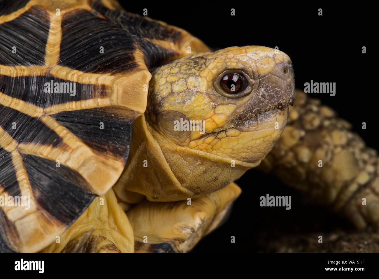 Stella birmano tartaruga (Geochelone platynota) Foto Stock