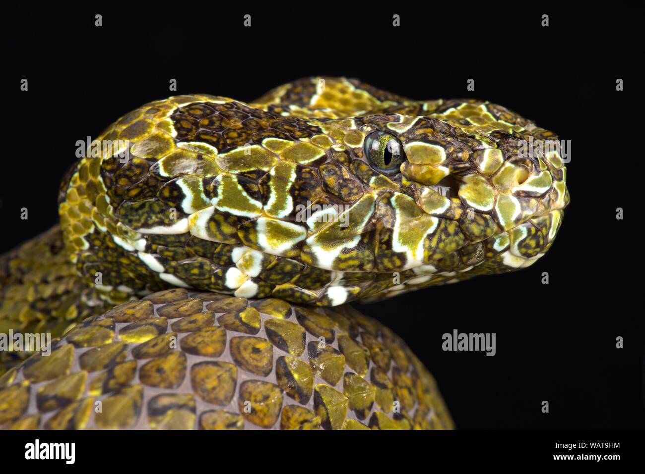 Mangshan pitviper (Protobothrops mangshanensis) Foto Stock