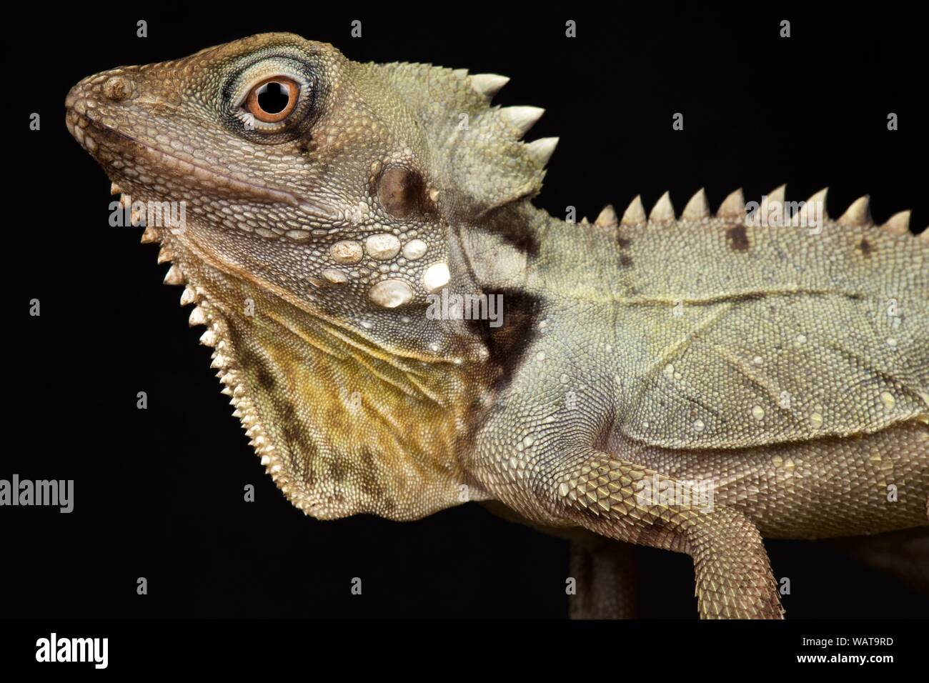 Il Boyd's Forest Dragon (Lophosaurus boydii) Foto Stock
