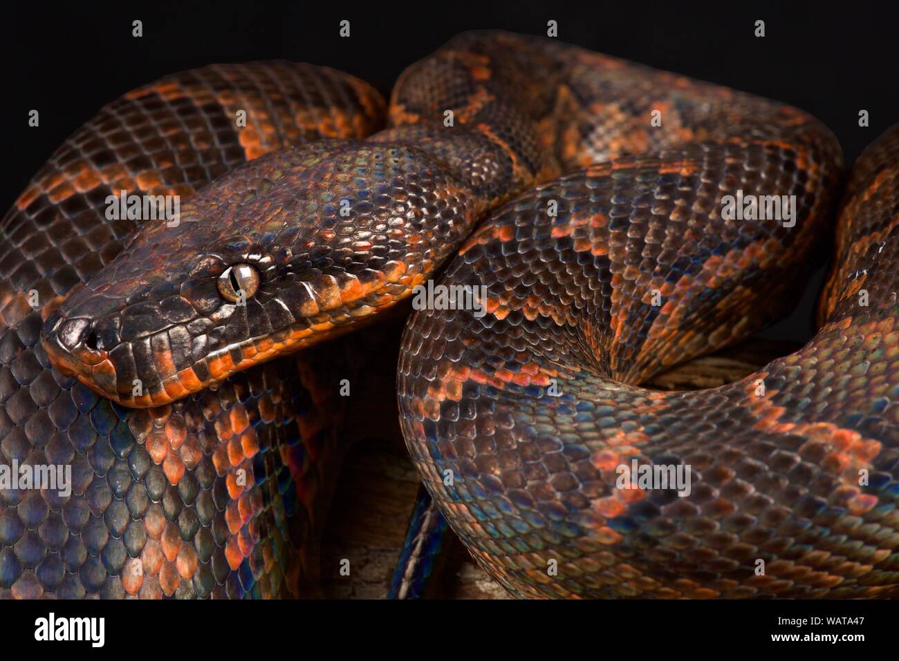 Dominicana montagna rossa boa (Epicrates striatus) Foto Stock