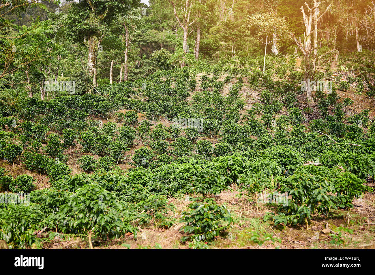Piantagione di caffè boccole albero sulla luminosa giornata di sole in background Foto Stock
