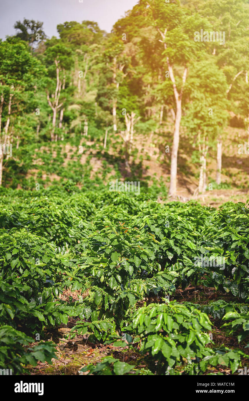 Caffè piante verdi sulla giornata di sole nel campo di fattoria Foto Stock