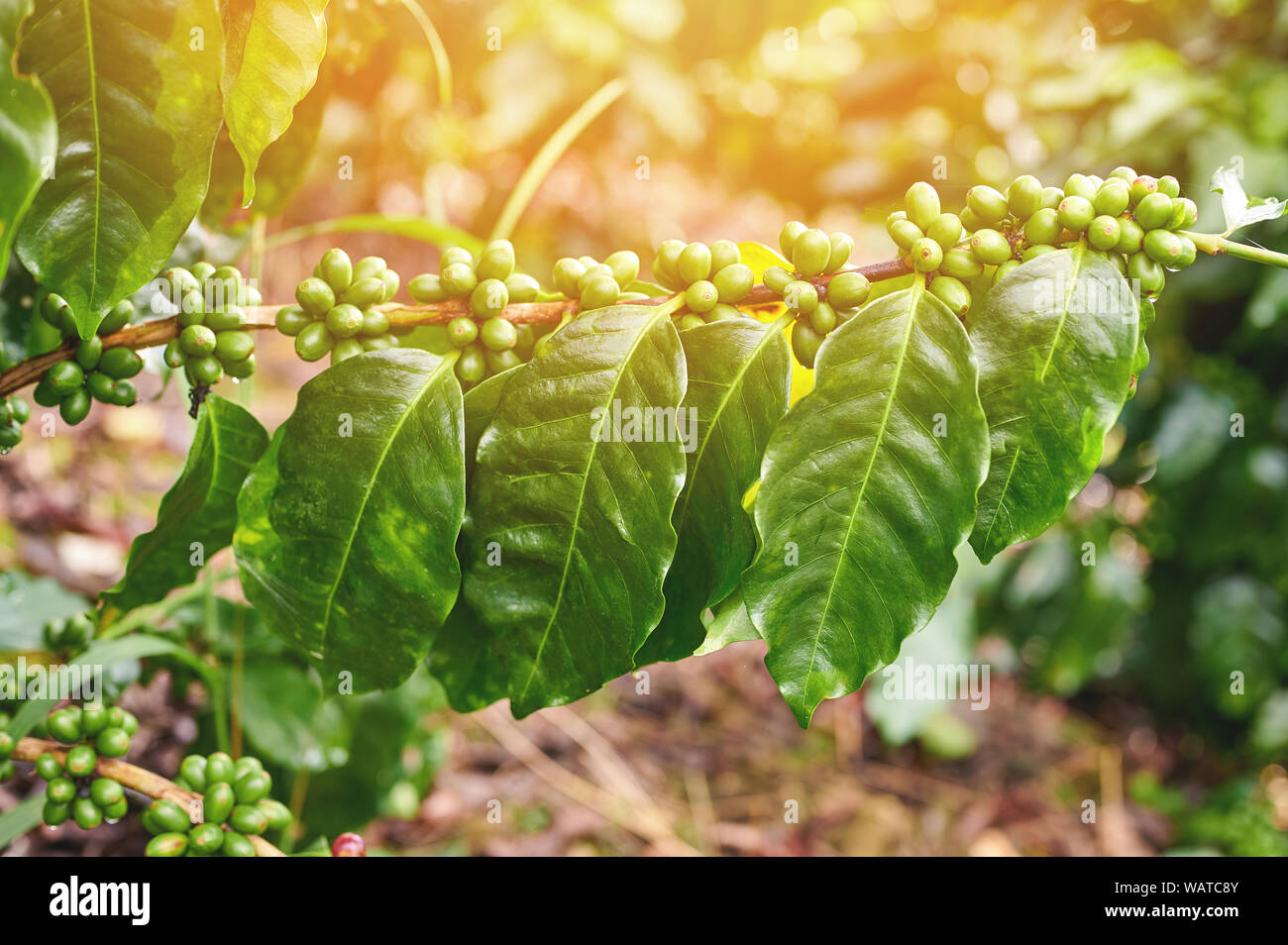 Il caffè verde ramo sul giorno di sole macro vista ravvicinata Foto Stock